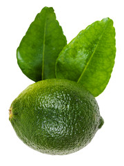 green kaffir lime with leaves isolated on white