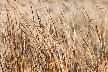 Fototapeta premium background of dry reeds