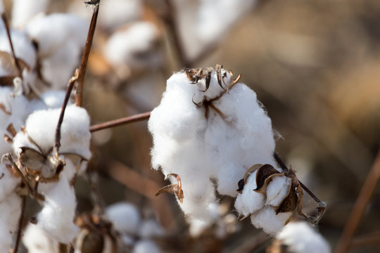 Big cotton buds bloom on a blurred background