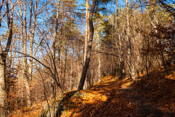 Jura krakowsko-czestochowska autumn view