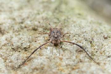 Harvestman, Lacinius horridus