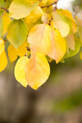 yellow leaves on the tree in autumn