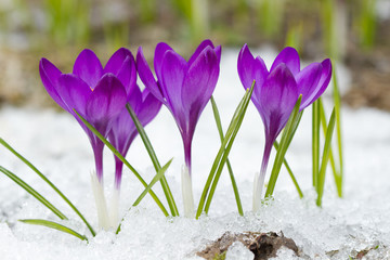 Violet crocuses in winter