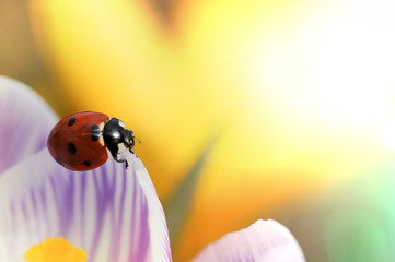 Marienkäfer im Frühling auf Krokusblüte