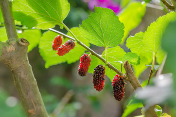 Berry fruit in nature