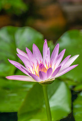 Fototapeta premium water lily flowers