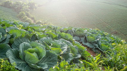 cabbage field