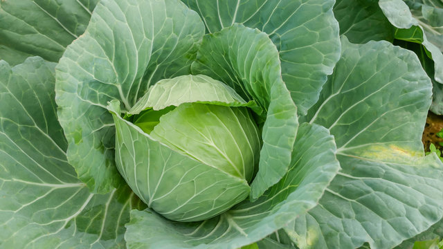 Freshly harvested cabbage