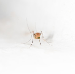 mosquito on the white wall. macro