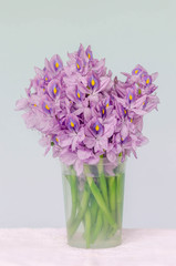 purple water hyacinth