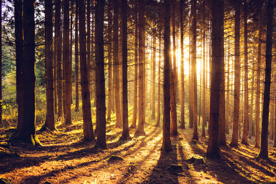 Fototapeta Herbstlandschaft im Schwarzwald
