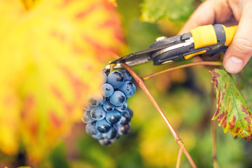 Naklejka premium farmer collecting ripe grapes on autumn harvest from valley winery