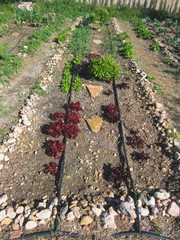 organic vegetable garden with drip irrigation and stone border