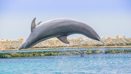 Curacao Sea Aquarium and Dolphin Academy
