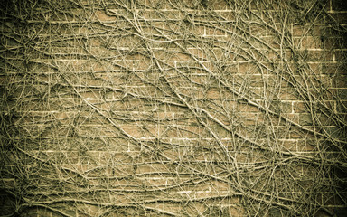 brick wall background and dry ivy plants