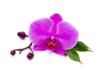 Fototapeta na wymiar Beautiful pink orchid on the white background.
