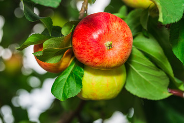 Red apples on the tree