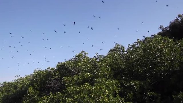 Fruit Bats Flying Over Mangrove Forest