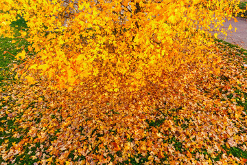 abgefallenes Herbstlaub eines Feldahorns