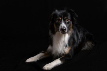 Australian Shepherd