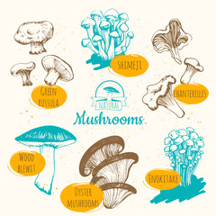 Obraz premium Mushrooms: shiitake, chanterelle, honey. Hand drawn mushrooms.
