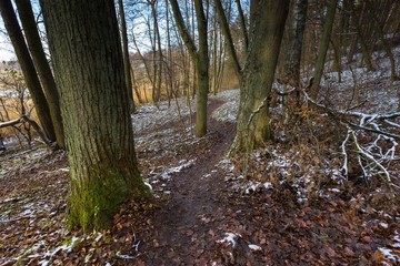 Landscape of late autumnal forest with first snow