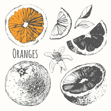 Sketch of citrus. Fresh organic orange. 