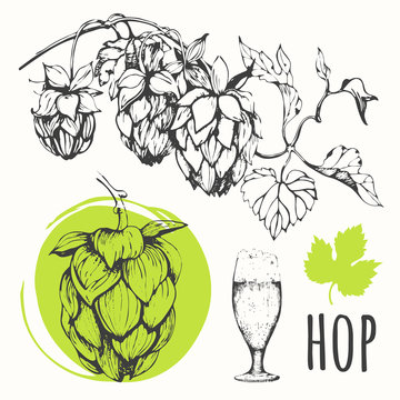 Hop set. Vector illustration with branch of hops. 