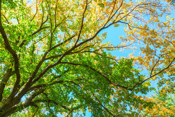 Obraz premium herbstliche Baumwipfel