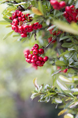 ピラカンサの実