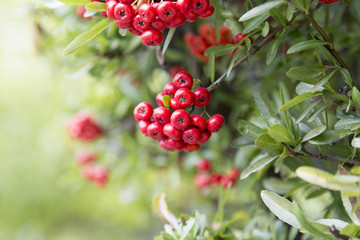 ピラカンサの実