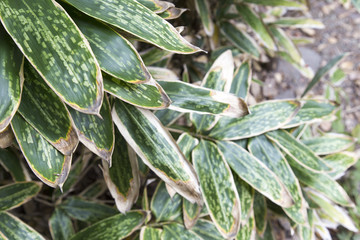 Obraz premium 熊笹の葉