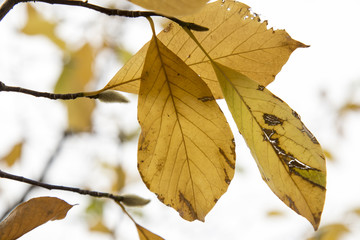 黄葉した葉