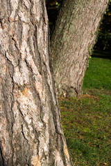Old Tree Trunk Bark Rough Background