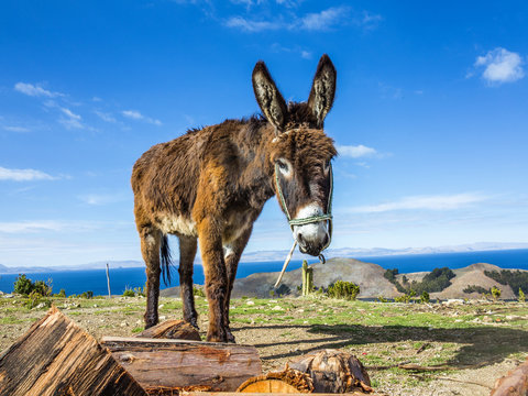 Donkey on Isla del Sol, Titicaca lake