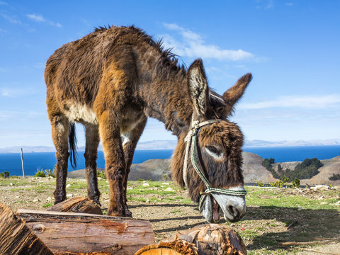 Donkey on Isla del Sol, Titicaca lake
