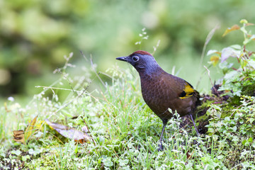 beautiful bird Malayan Laughing-thrush is looking for foods.