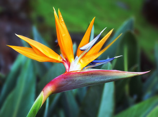 bird of paradise