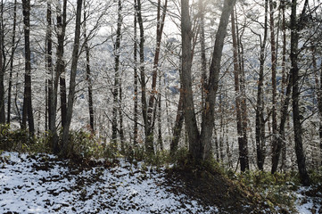 雪の林