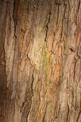 Old Tree Trunk Bark Rough Background