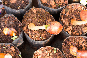 young plant in nursery