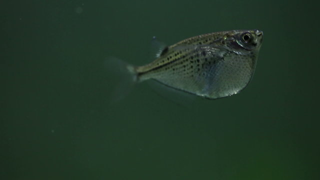 Swimming aquarium fish Gasteropelecus sternicla. Freshwater hatchetfish. Macro view, soft focus