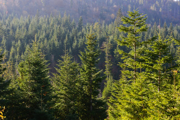 Evergreen forest in Carpathian Mountains, Ukraine. Travel, ecotourism