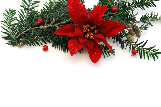 Christmas poinsettia flower, pine tree branch and mistletoe for decoration