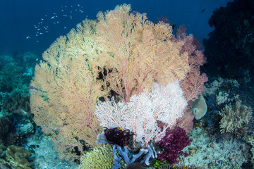 Colorful Sea Fans on Healthy Reef