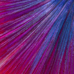 betta tail fish abstract