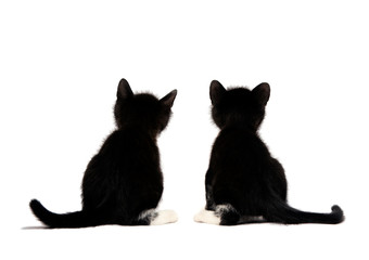 kittens sits on a white background