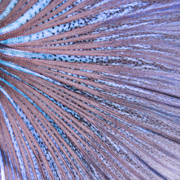 betta tail fish abstract