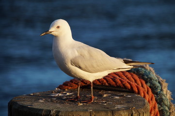 Segal bird © buladeviagens