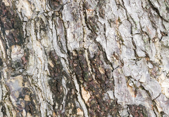 Texture of bark of background